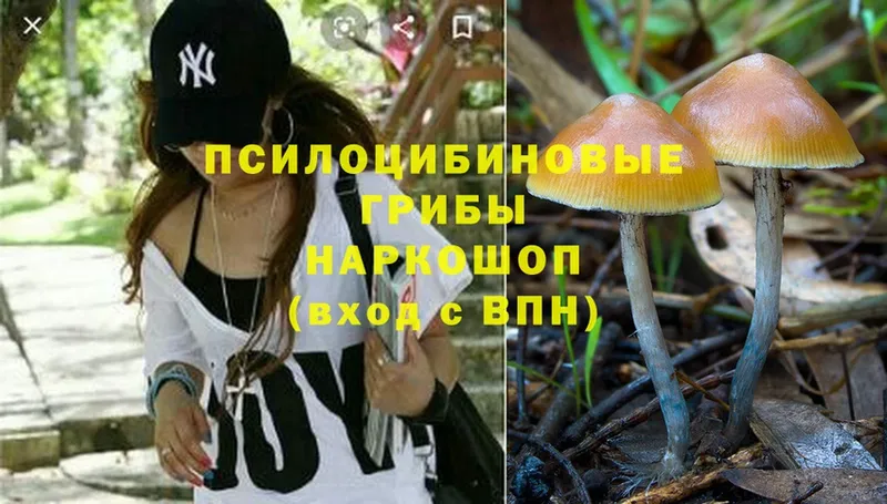 Псилоцибиновые грибы Psilocybine cubensis  Димитровград 